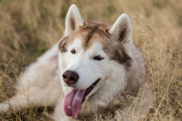 Naklejka na ściany i meble Close-up Portrait of beautiful beige and white siberian husky dog with brown eyes lying in the grass meadow at sunset