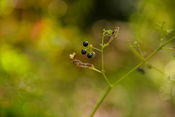 little wild fruit
