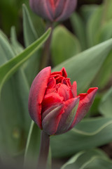Closeup macro of tulips with raindrops in spring
