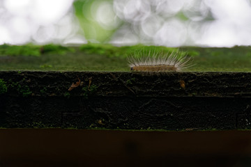 Caterpillar crawling on wooden plank, escape from the wildness.