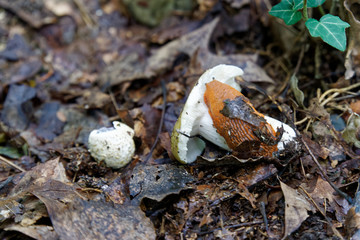 Mushroom among the autumn foliage and old leaves in forest, fall landscape.