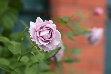 "Novalis, Poseidon". Beautiful blue rose. Floribunda.