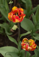 Closeup macro of tulips with raindrops in spring