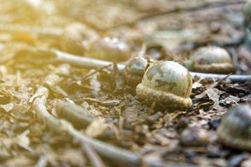 Acorn in Autumn foliage, fall leaves background.