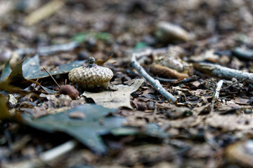 Acorn in Autumn foliage, fall leaves background.