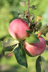 Jabłoń
