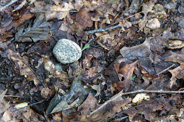 Decorative stone covered with fallen leaves in autumn.