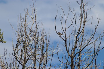 Fototapeta premium bird on branch