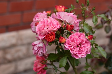Gebruder Grimm (Korassenet, Eternal Flame, Brothers Grimm Fairy Tale, Gremlin, Joli Tambour) rose in summer garden.