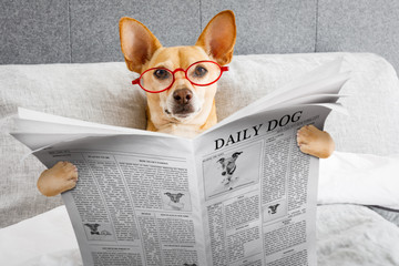 dog in bed reading newspaper