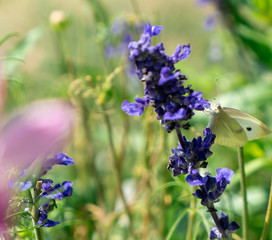fleur mauve