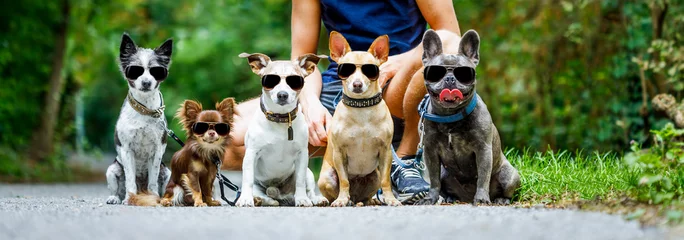 Papier Peint photo Lavable Chien fou chiens en laisse et propriétaire prêts à se promener