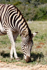 Zebra standing and eating grass