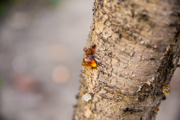 Close-up of Resin on Tree Bark