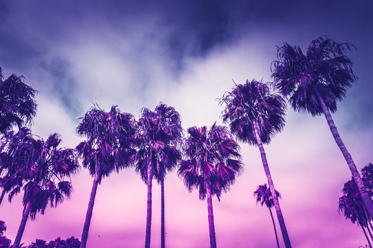 Monochrome ultraviolet toned palms of Venice beach