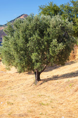 Single olive tree in Calabria © nata_rass