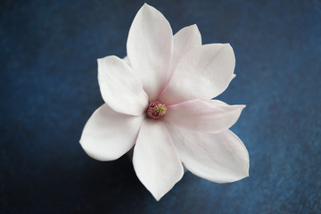 Magnolia flower close-up