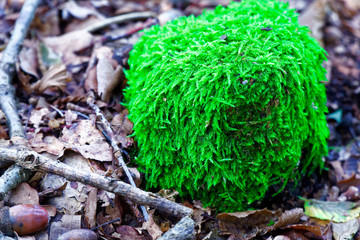 Moss on tree roots, branch and log in a green forest or moss on tree trunk. Tree bark with green moss. Selective focus.