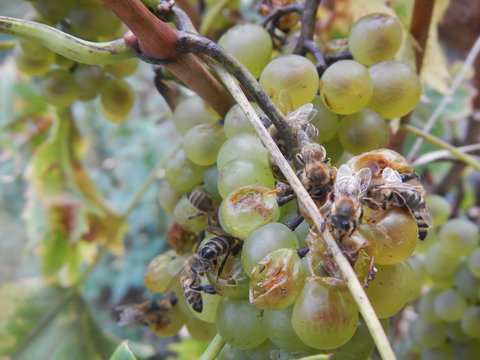 Honey bees eating up grapes