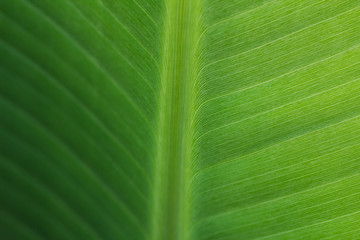 close-up pattern of green Banana leaf surface background