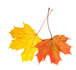 Autumn red yellow maple leaves isolated white background