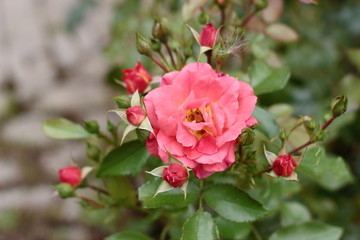 Gebruder Grimm (Korassenet, Eternal Flame, Brothers Grimm Fairy Tale, Gremlin, Joli Tambour) rose in summer garden.