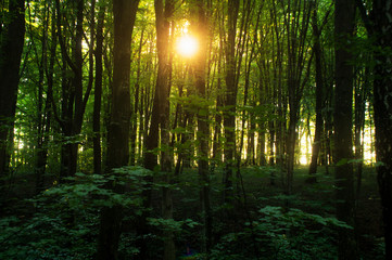 Beech forest. Main forest-forming species of European forests