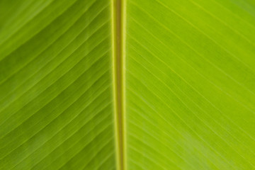 close-up pattern of green Banana leaf surface background