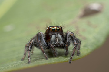 closeup of spider on leaf