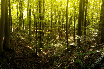 Beech forestBeech forest. Main forest-forming species of European forests