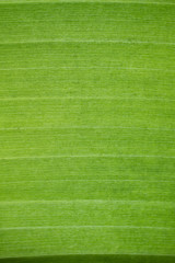 close-up pattern of green Banana leaf surface background