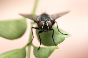 Straight face shot of fly with pastel background