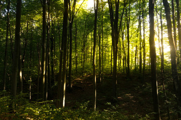 Obraz premium Beech forestBeech forest. Main forest-forming species of European forests