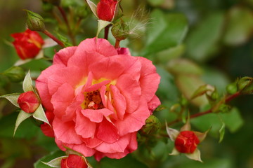 Gebruder Grimm (Korassenet, Eternal Flame, Brothers Grimm Fairy Tale, Gremlin, Joli Tambour) rose in summer garden.