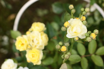 Rose "Comtesse Du Barry".Low-growing floribunda with globular pale yellow flowers. Suitable for curbs. Lemon-yellow flowers with a mild aroma, small, Cup-shaped, in small brushes. Studless ( almost).