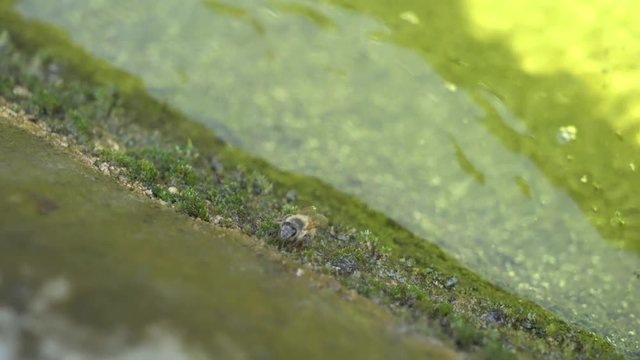 Abeille qui boit
