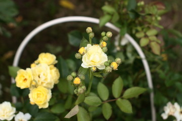 Rose "Comtesse Du Barry".Low-growing floribunda with globular pale yellow flowers. Suitable for curbs. Lemon-yellow flowers with a mild aroma, small, Cup-shaped, in small brushes. Studless ( almost).