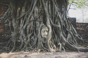 Head of Buddha into the tree. Thailand