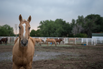 Palomino Horse in Paddock