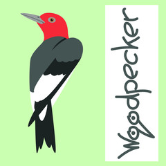  woodpecker bird  vector illustration flat style  front