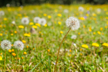 Dandelion, Taraxacum officinale. It is a species of the Asteraceae family. Generally considered a 