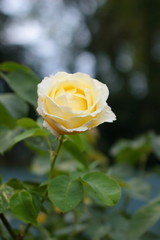 Yellow rose in the garden.