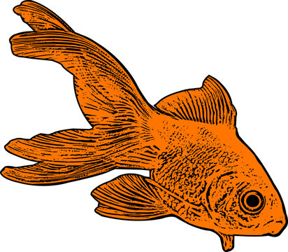 Gold Fish Illustration - Vector