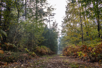 Obraz premium Forêt Automnale