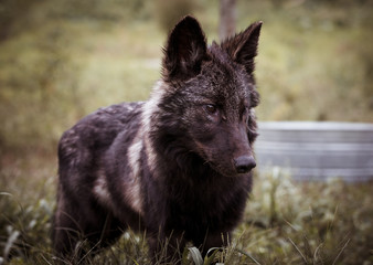Black Wolf Puppy - 222014531