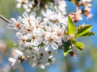 A branch of Apple blossoms
