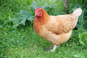 Brown female chicken moving around in the home garden
