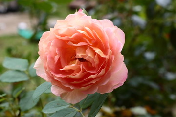 The rose Lady’s of Shalot in the garden.