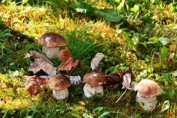 Famiglia di funghi porcini, cresciuti nel prato.