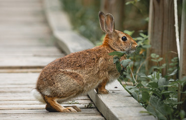 Rabbit Life